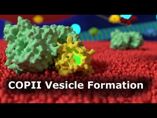 COPII Vesicle Formation