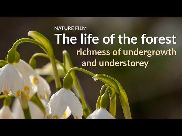 The life of the forest. Richness of undergrowth and understorey