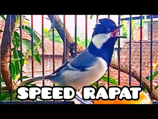 Gelatik batu gacor speed rapat. Great tit. Singing birds. Parus Major. #15