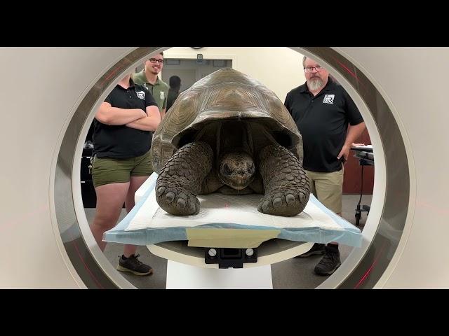 Galapagos Tortoise Bruno Gets CT Scan - Cincinnati Zoo