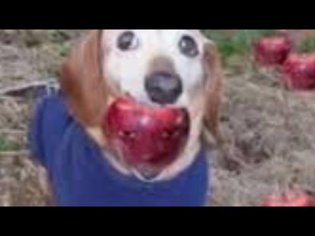 Ai Dog Apple Tiktok Meme Compilation 