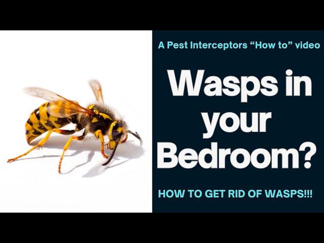 Wasps appearing in your house? This is why! Cluster Fly problems?