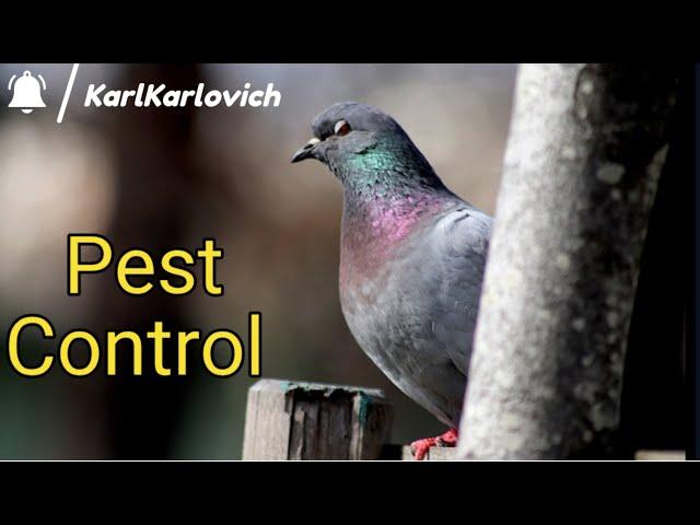 Pest Control - Отстрел Голубей На Ферме | Shooting Pigeons On The Farm