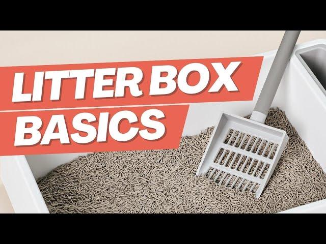 BEST Way to Clean the Litter Box for Beginners