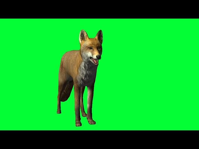 Fox Talking Green Screen video|||Copy right free|Cartoon animation| Free Cartoon characters|Poses