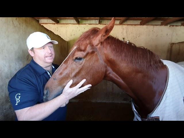 Warwick Farm Horses in Work.