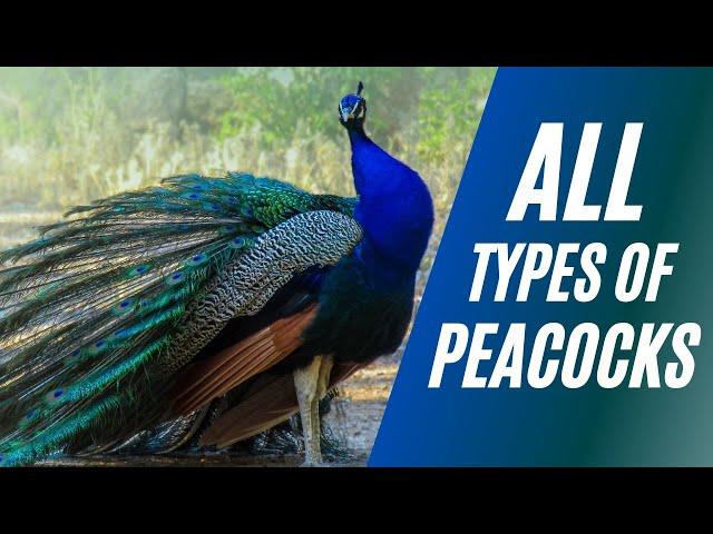 All Types of Peacocks in the Planet