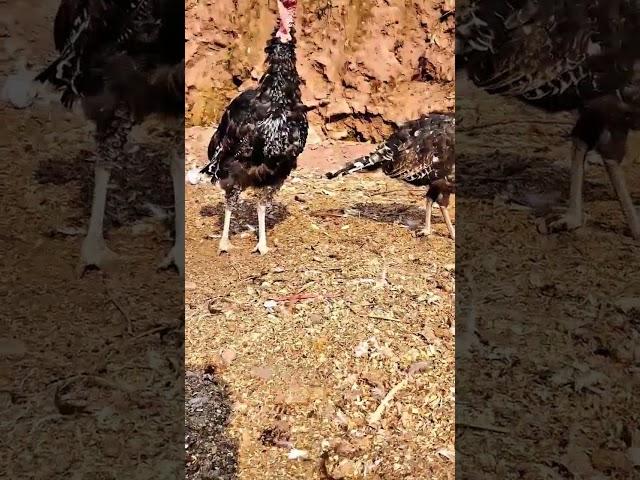 Young Turkey Pair at our farm| #fjfarms #turkey #turkeybirds #meatbirds #backyardpoultryfarming