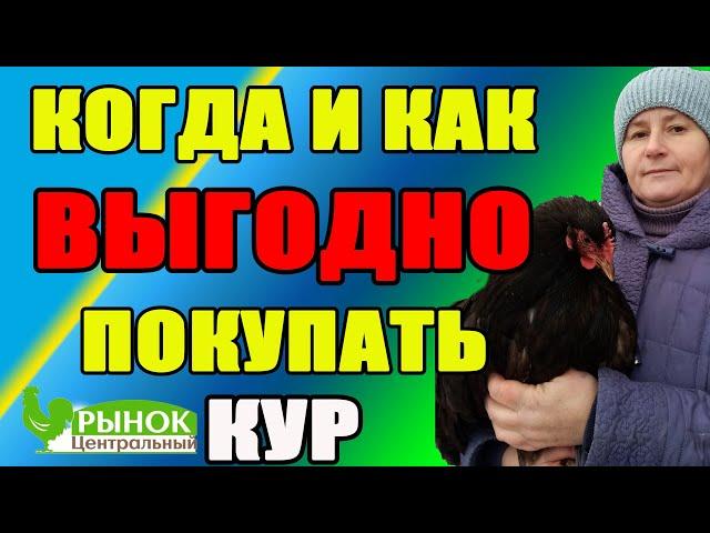 Когда и как ВЫГОДНО покупать кур. Мои СЕКРЕТЫ при покупке кур и цыплят.