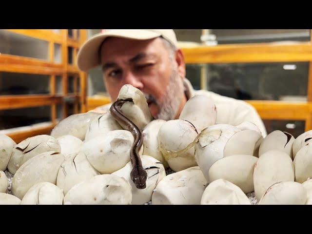 Hatching Beautiful RARE PYTHON BABIES