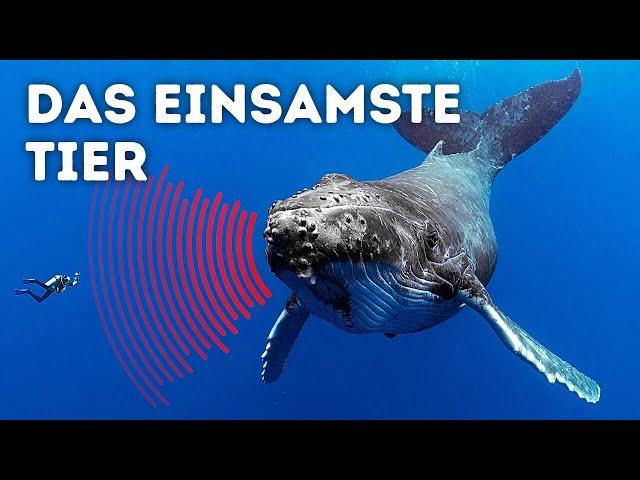 Der einsamste Wal der Welt — dieses Video wird dich zu Tränen rühren