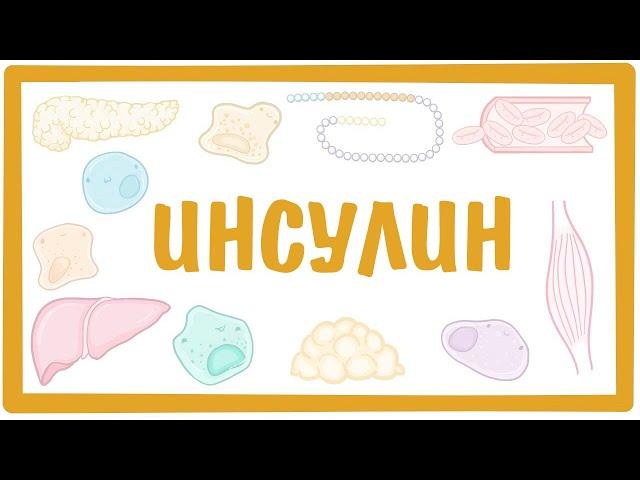 ИНСУЛИН — строение, свойства, функции