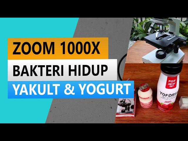 ZOOM 1000X BAKTERI HIDUP YAKULT DAN YOGURT