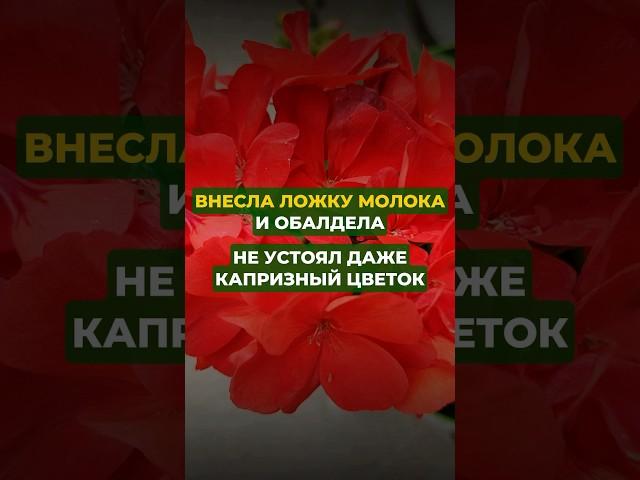 Внесла ложку молока и обалдела#цветы#сад