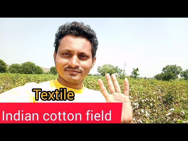 Indian cotton field l Textile l Nihar EXIM I #Exportimportbusiness#globalbusiness#worldwidebusiness#