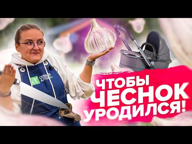 КАК ПОСАДИТЬ ЧЕСНОК ОСЕНЬЮ? Озимый чеснок 2023