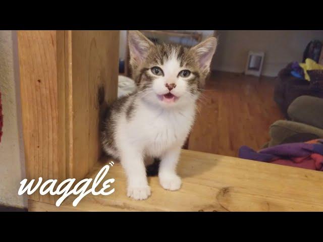 Silliest Kittens | Try Not to Laugh Challenge