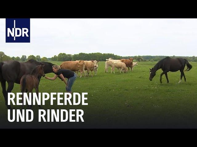 Von der Weide auf die Rennbahn | Die Nordreportage | NDR Doku