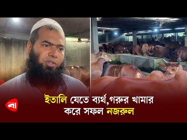 ইতালি যেতে ব্যর্থ,গরুর খামার করে সফল নজরুল | Cow farm in bangladesh | Protidiner Bangladesh