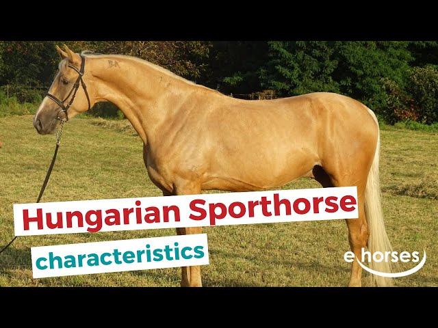 Hungarian Sport Horse  | characteristics, origin & disciplines