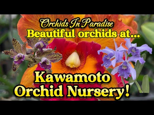 Oahu, Hawaii  Join me on a tour of Kawamoto Orchid Nursery!