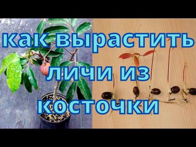 Как вырастить личи из косточки