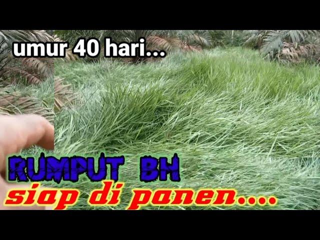 RUMPUT BH...UMUR 40 HARI SETELAH DI ARIT ,SIAP DI PANEN.