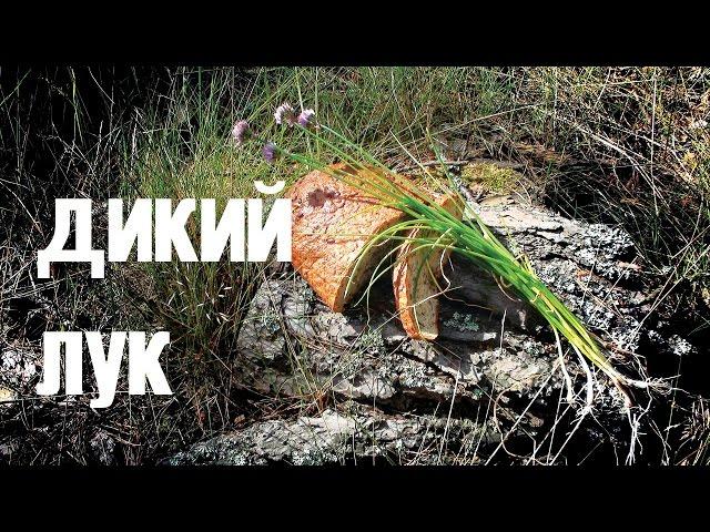 Дикий лук (шнитт, скорода)/  Wild leek