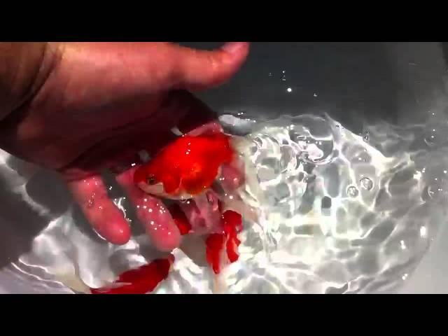Tamasaba Japanese Goldfish goldfishgarage,com