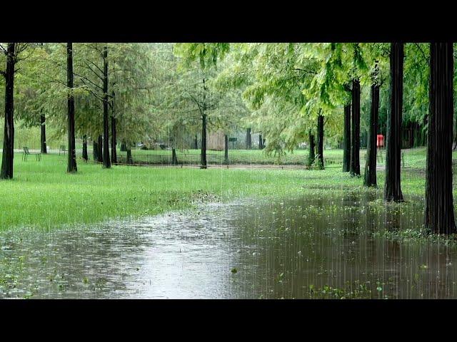 Rain Sounds in the Forest is Effective for Insomnia - Best Sleeping White Noise, Fall Asleep Quickly