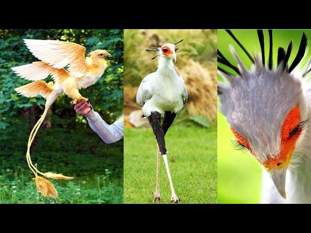 10 AVES Con Un Diseño Único En La Naturaleza que Debes VER