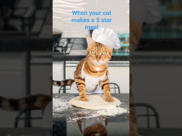 cat meme #cool #feed #memes #shortsfeed #viral #viralshort #cat #funny #memesdaily #cats #catmemes