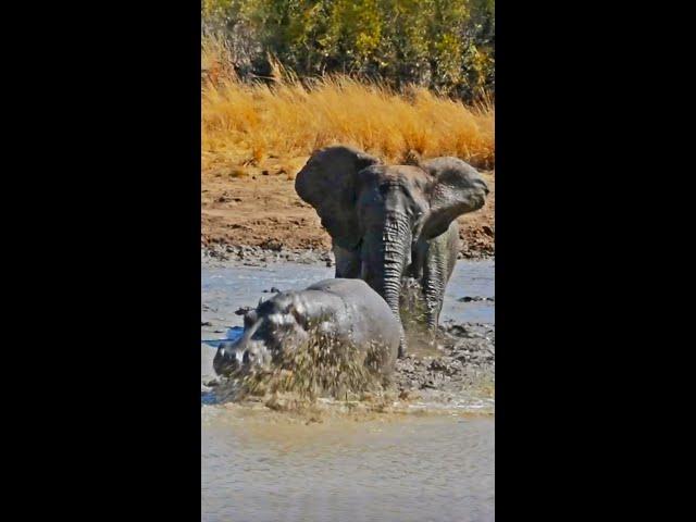 Angry Elephant Charges Hippo!