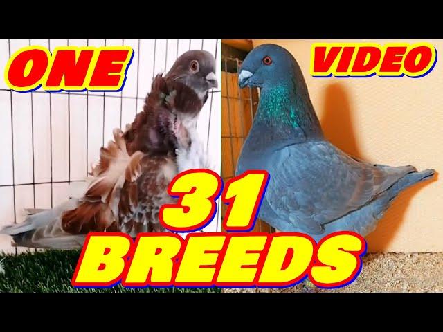 Let's Know About 31 Pigeon Breeds | Fancy Pigeon Breeds Collection | Colorful Fancy Pigeon