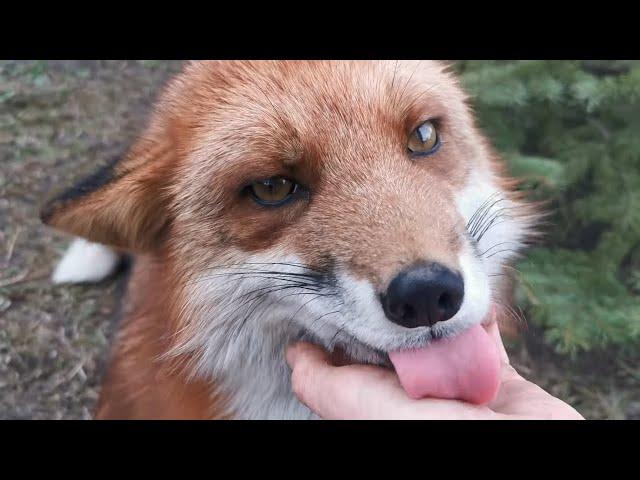 Who is a cute fox? Vasilisa the Fox!