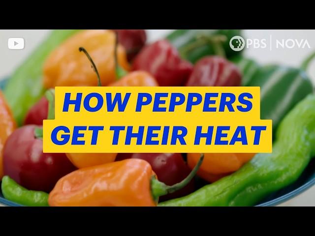 Why Hot Peppers Set Your Mouth on Fire | NOVA | PBS