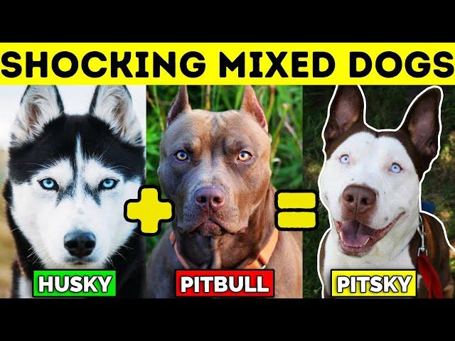 TOP 10 MIXED DOG BREEDS