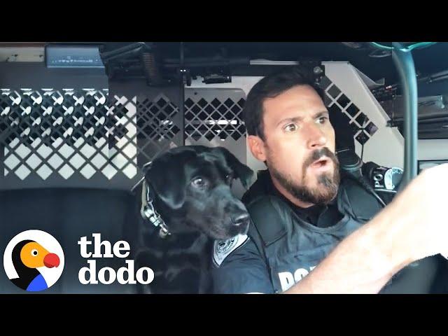 Police Dog Is The Best Sidekick | The Dodo