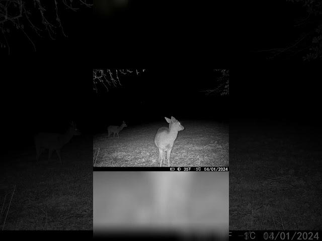 Jaw-Dropping: Nighttime Deer Gathering! #camera #trailcam #deer #footage #outdoors #nightvision #uk