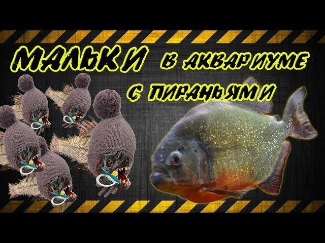 Мальки в аквариуме с пираньями.  Новый аквариум для пираний.