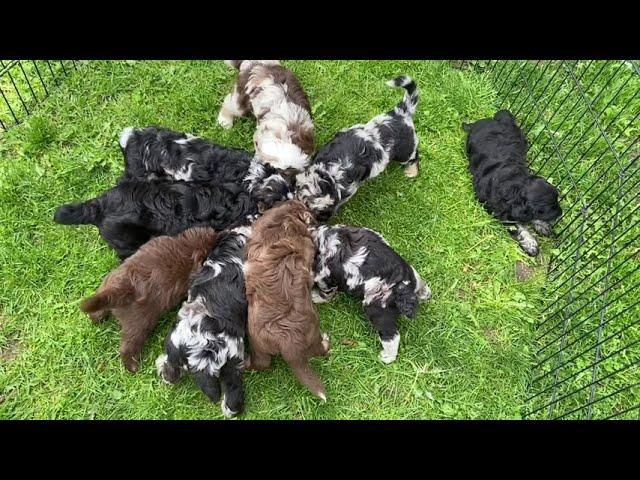 Layla’s Aussiedoodle Puppies