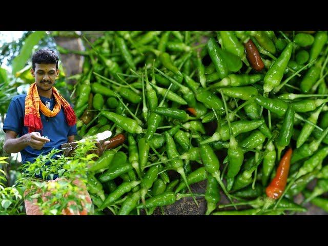 Spicy Bird eye chilli recipe | ಖಾರ ಇಷ್ಟ ಪಡುವವರಿಗೆ ಗಾಂಧಾರಿ ಮೆಣಸಿನ ಪಾಕ | Gandhari menasina thokku