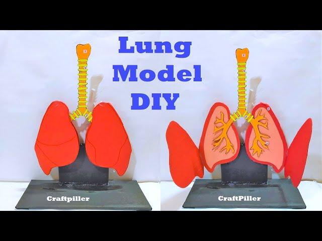 respiratory system (lung ) model 3d for science exhibition project | cardboard waste | craftpiller