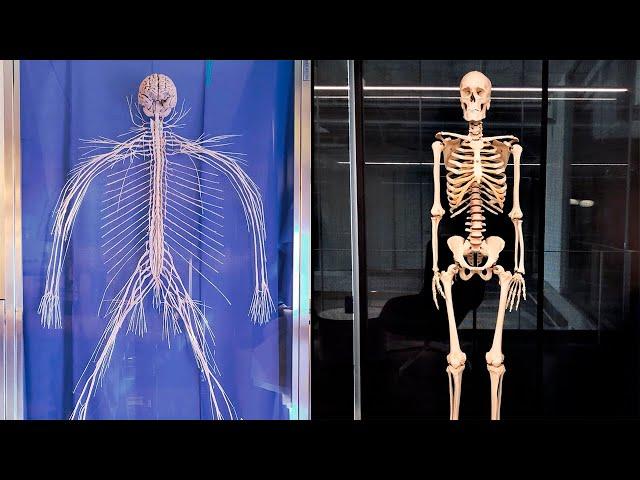 Anatomy Beyond Cadavers