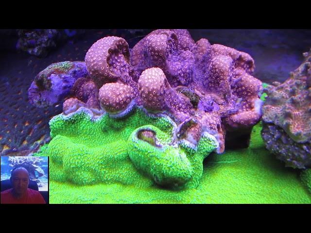 Tim's Beautiful 400 Gallon Reef - 1 Year Later - Coral Eye Candy -  AmericanReef Reef Keeping Video