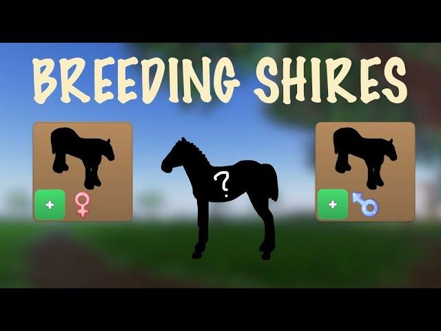 BREEDING SHIRES | Wild Horse Islands | Roblox