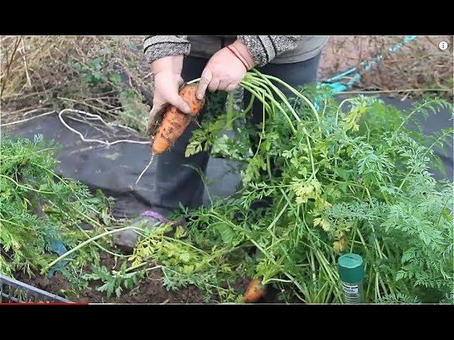 НИКОГО НЕ СЛУШАЙТЕ! СМЕЛО СЕЙТЕ ТАК МОРКОВЬ! ПРО ЛУЧШИЙ СОРТ СВЕКЛЫ. 15.10.19