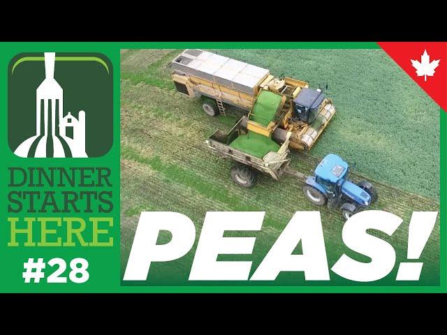 Growing & Harvesting Peas for Freezing - Farm 28 - Dinner Starts Here