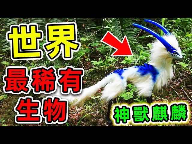 全世界最罕見的10個瀕危動物！麒麟竟然真實存在，第一名全球只剩一隻！|#世界之最top #世界之最 #出類拔萃 #腦洞大開 #top10 #瀕危動物