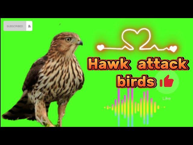 Hawk sounds | hawk sounds to scare birds | hawk call sounds